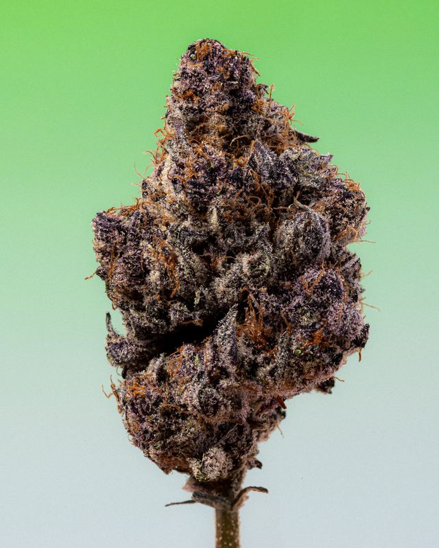 Cannabis flower on green, Pure Beauty by David Spector